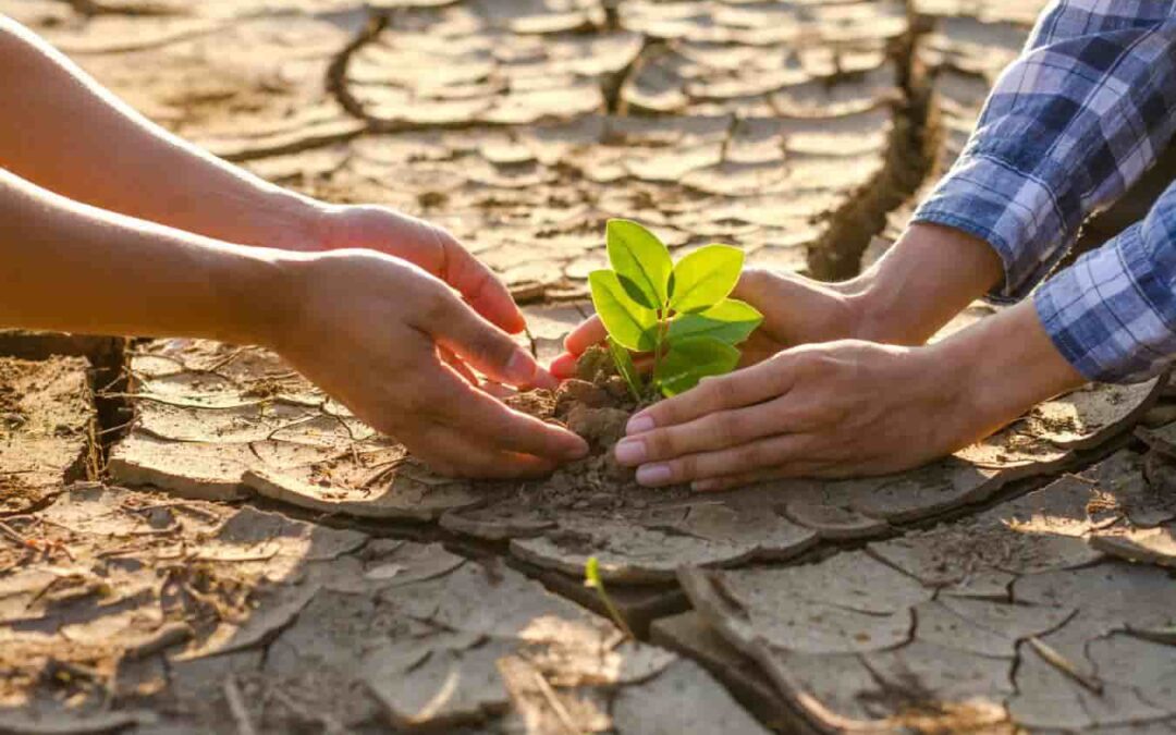 Cultivos resistentes al cambio climático