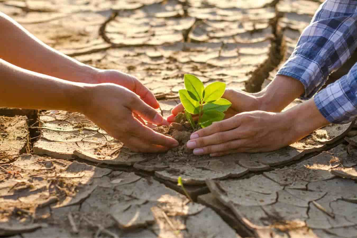 Cultivos resistentes al cambio climático, dos personas sembrando en tierra partida por falta de agua