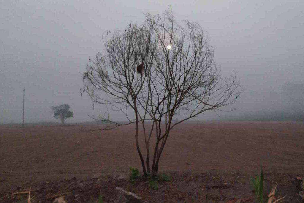 desafíos para la agricultura - árbol secándose