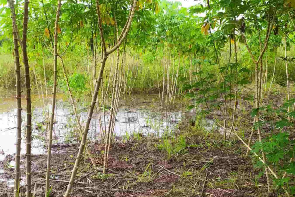 desafíos para la agricultura - plantación de yuca dañada por la inundación