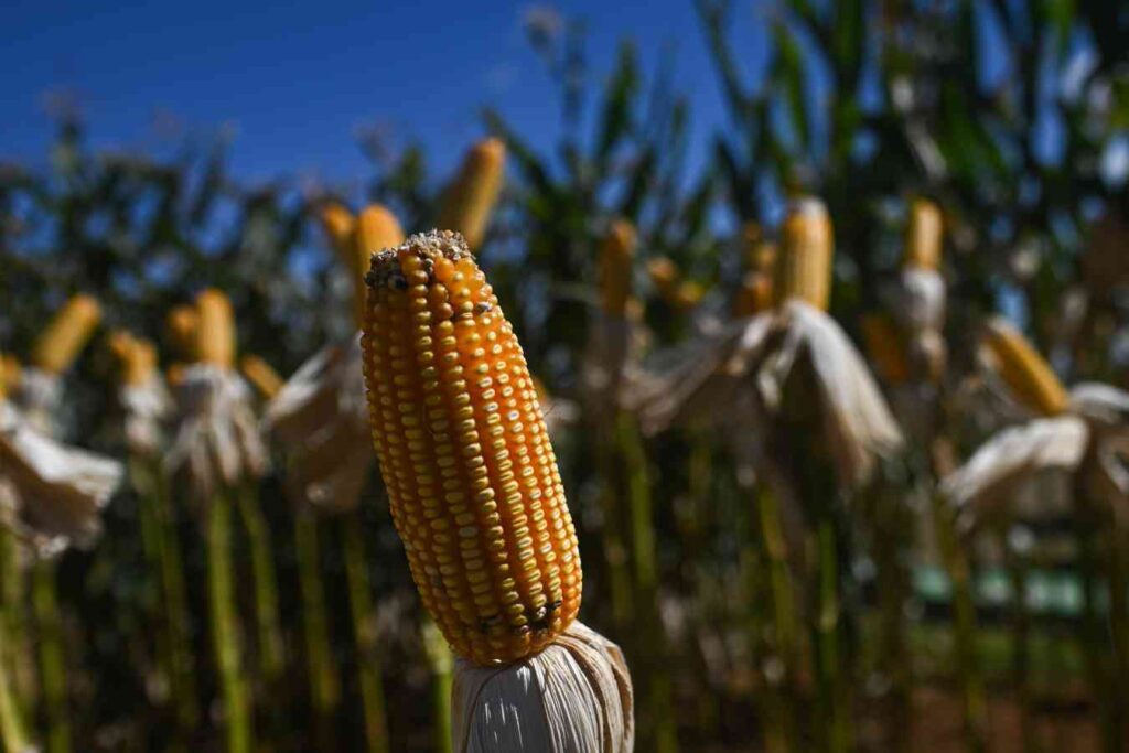 desafíos para la agricultura - mazorca de maíz