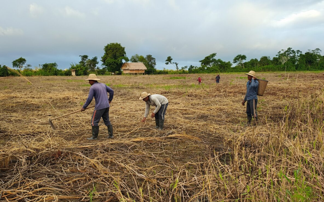 Mi Lucha por el Futuro Agrícola de Ucayali