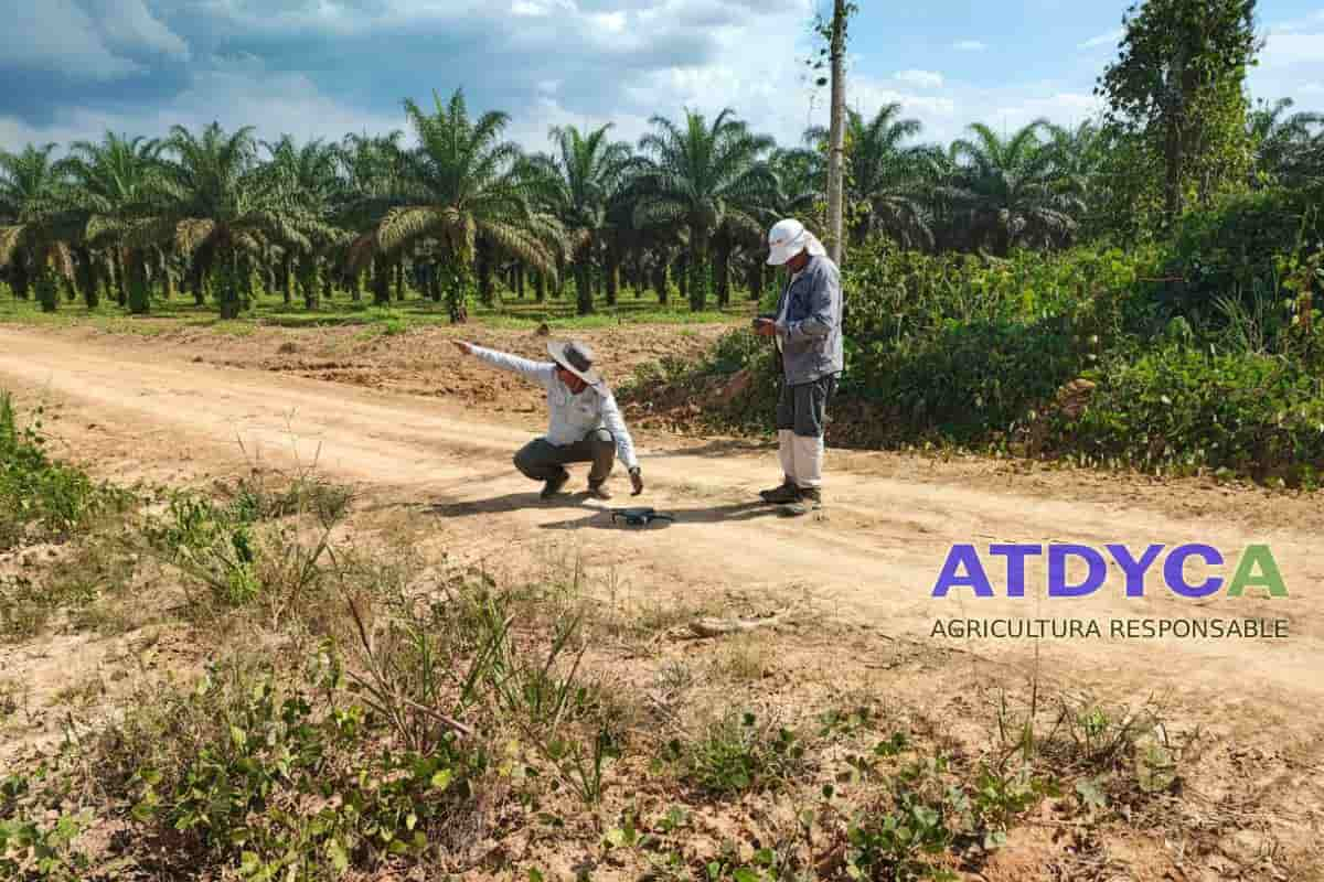 proyecto de palma dron sig-min Revolución tecnológica en la agricultura - ingenieros haciendo vuelo de dron para la agricultura