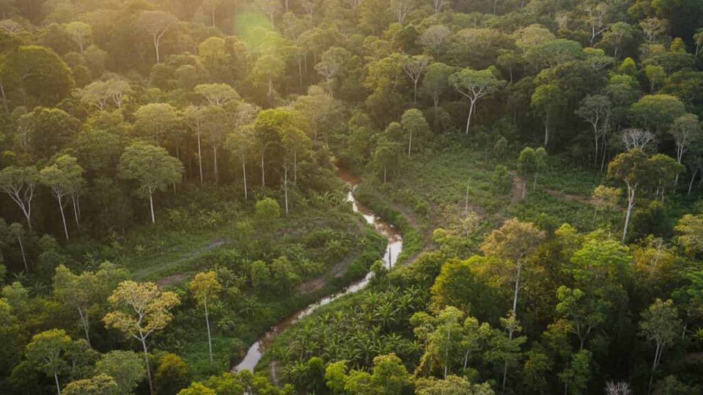plantaciones forestales, hermosa vista aérea de un bosque reforestada